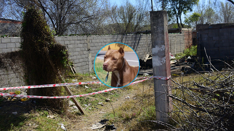 “Cuando lo vi se lo estaba comiendo”: murió un nene de 3 años tras ser atacado por un perro en Córdoba y vecinos incendiaron una casa